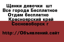 Щенки девочки 4шт - Все города Бесплатное » Отдам бесплатно   . Красноярский край,Сосновоборск г.